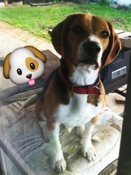 beagle-boy